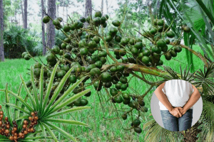 Cọ lùn giúp tiêu viêm, phòng ngừa và giảm kích thước khối u tiền liệt tuyến 